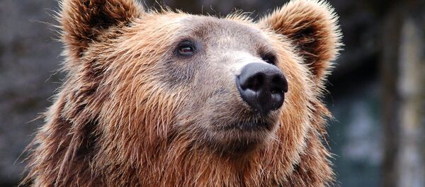 Ours - Sputnik Afrique