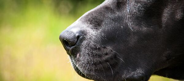 Pitbull (image d'illustration) - Sputnik Afrique