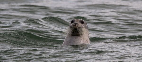 Un phoque barbu dans la mer d'Okhotsk  - Sputnik Afrique