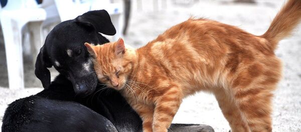 chat et chien - Sputnik Afrique