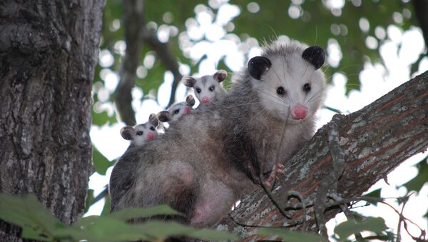 Un opossum - Sputnik Afrique