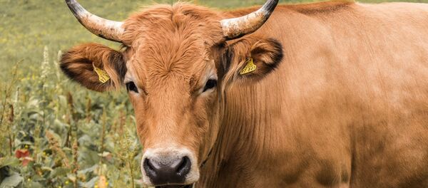 Une vache (image d'illustration) - Sputnik Afrique