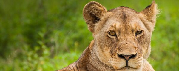 Lionne (image d'illustration) - Sputnik Afrique