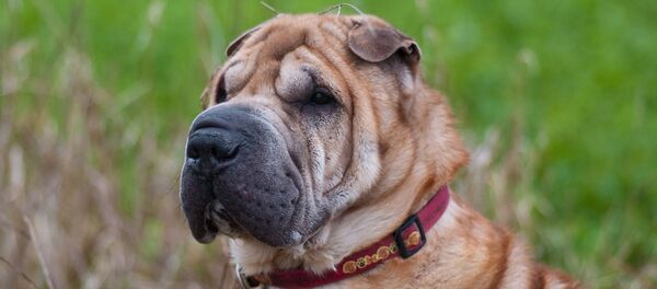 Un Shar-Peï  - Sputnik Afrique