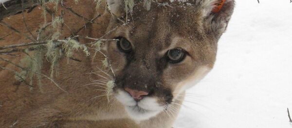 Un puma - Sputnik Afrique