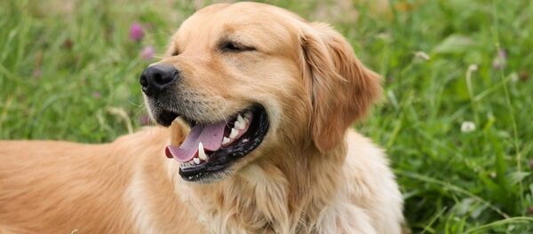 Un golden retriever - Sputnik Afrique