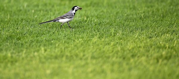 Une pelouse - Sputnik Afrique
