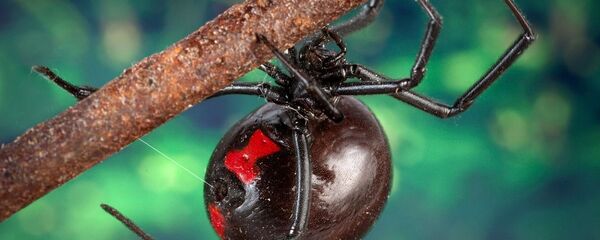 Une veuve noire - Sputnik Afrique