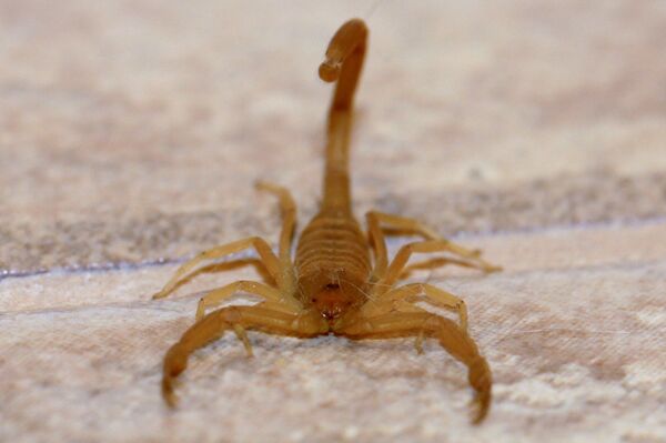 Le top 5 des créatures dangereuses qui se cachent dans les fruits au supermarché - photos - Sputnik Afrique