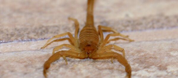 Un scorpion - Sputnik Afrique