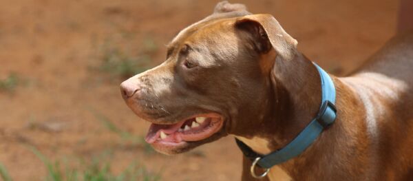 Un pitbull - Sputnik Afrique