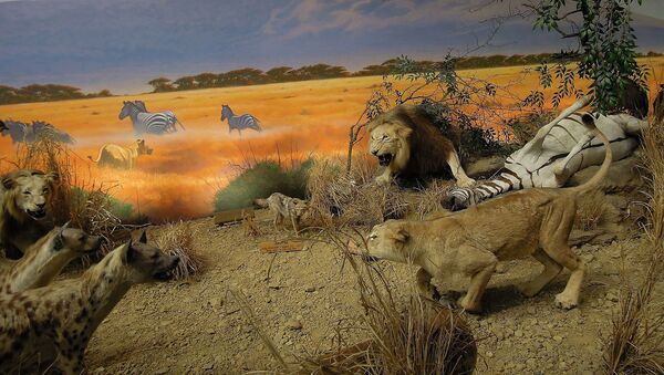 Lions et hyènes (image d'illustration) - Sputnik Afrique