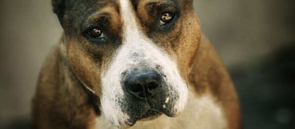 Un American terrier  - Sputnik Afrique