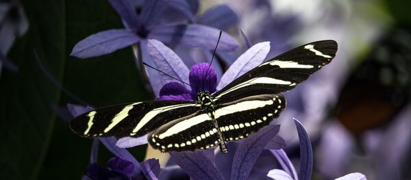Papillon (image d'illustration) - Sputnik Afrique