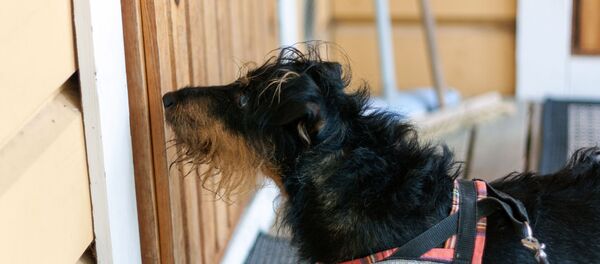 Un jagdterrier - Sputnik Afrique