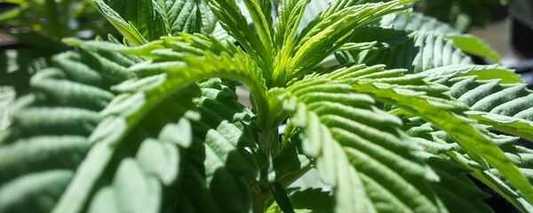 Cannabis - Sputnik Afrique