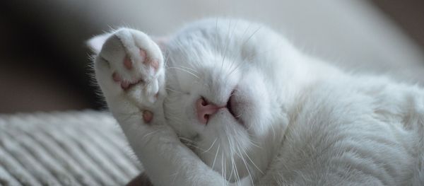 Un chat blanc - Sputnik Afrique