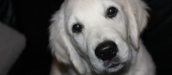 Un golden retriever - Sputnik Afrique