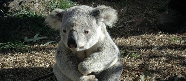 Koala - Sputnik Afrique