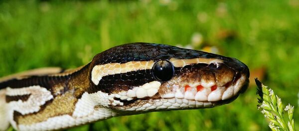 python royal - Sputnik Afrique