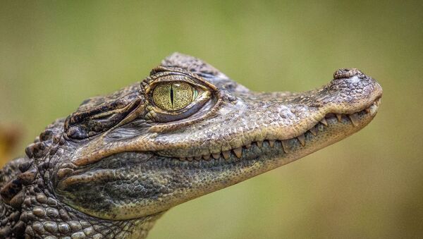 Jeune crocodile - Sputnik Afrique
