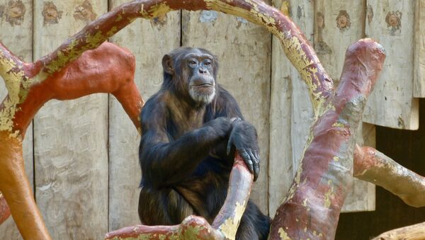 Un singe au zoo de Krefeld (archive photo) - Sputnik Afrique