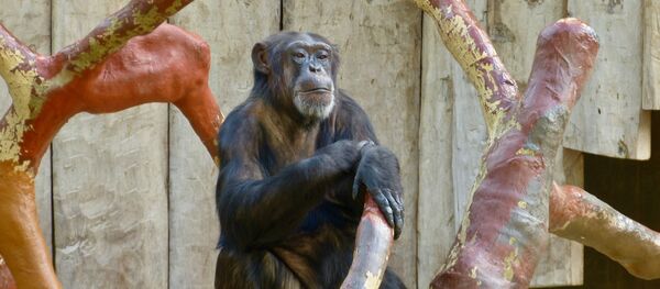 Un singe au zoo de Krefeld (archive photo) - Sputnik Afrique