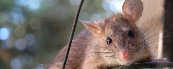 Un rat - Sputnik Afrique