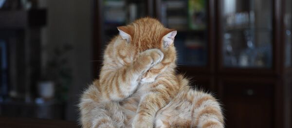 Un chat roux - Sputnik Afrique