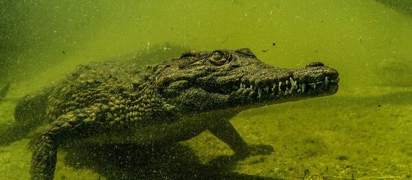 Un crocodile du Nil - Sputnik Afrique