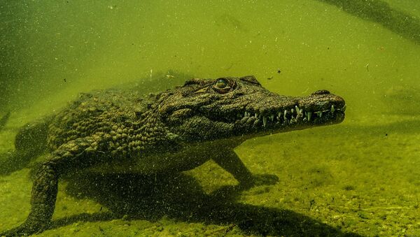 Un crocodile du Nil - Sputnik Afrique