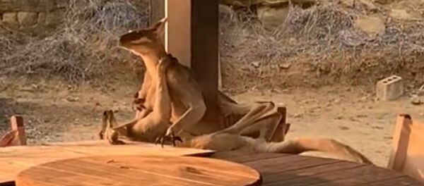 Une bagarre entre deux wallabys s'invite sur la terrasse d'un particulier - Sputnik Afrique