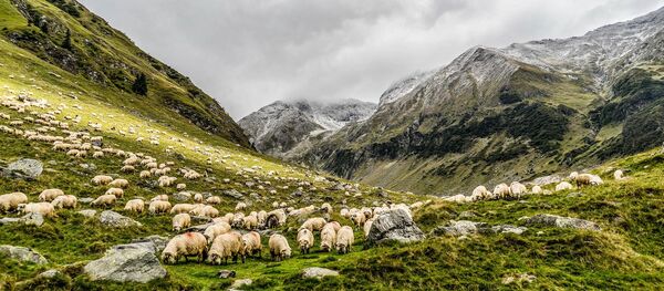 Des moutons - Sputnik Afrique