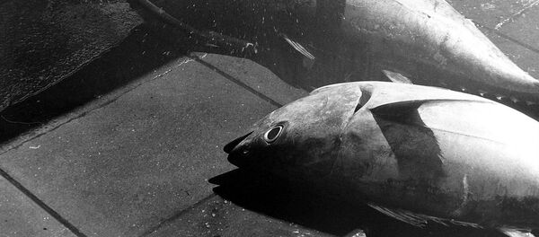 Thon  - Sputnik Afrique