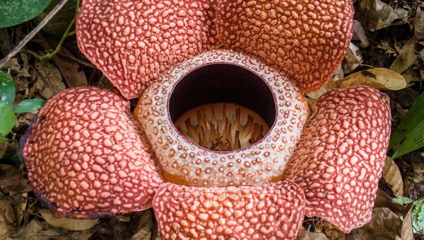 Rafflesia keithii (image d'ullustration) - Sputnik Afrique