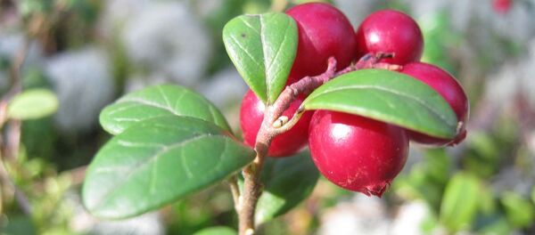 L’airelle rouge L’airelle rouge - Sputnik Afrique