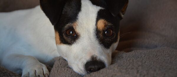 un Jack Russel, image d'illustration - Sputnik Afrique