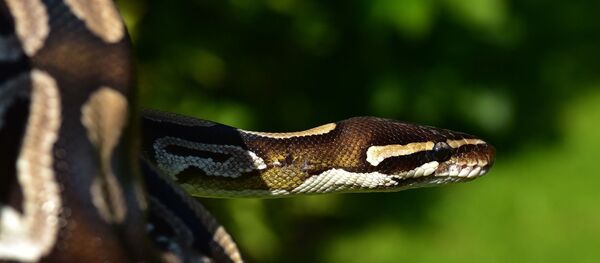 Un python - Sputnik Afrique