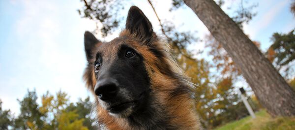 Un berger belge - Sputnik Afrique