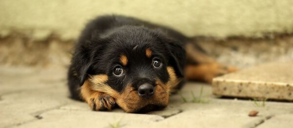 Un chiot rottweiler - Sputnik Afrique