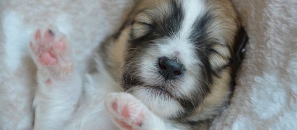 Un chiot endormi (image d'illustration) - Sputnik Afrique