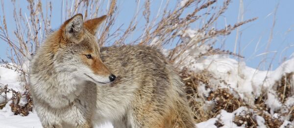 Coyote - Sputnik Afrique