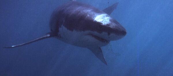 Grand requin blanc - Sputnik Afrique