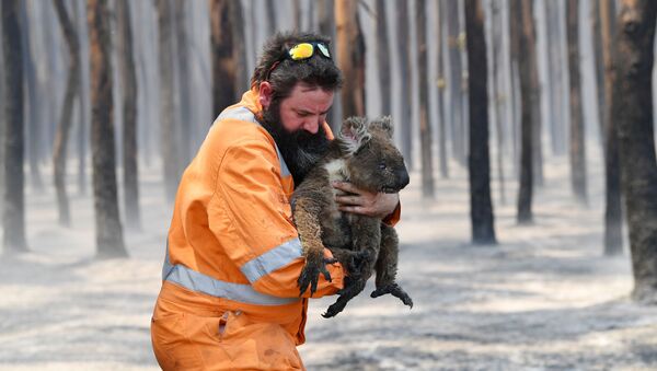 Incendies en Australie: des images post-apocalyptiques et un milliard d'animaux tués
 - Sputnik Afrique