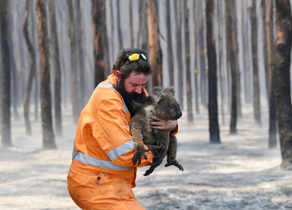 Incendies en Australie: des images post-apocalyptiques et un milliard d'animaux tués
 - Sputnik Afrique