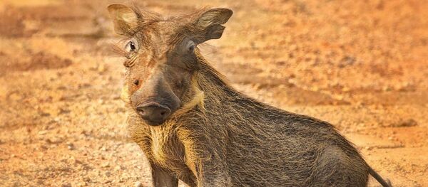 Un phacochère - Sputnik Afrique