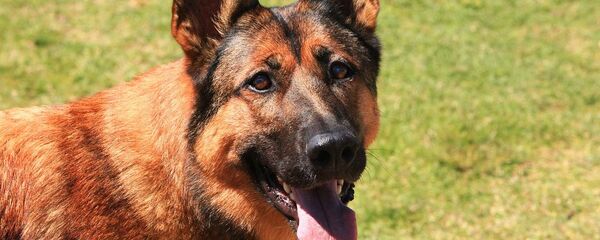 Berger malinois - Sputnik Afrique