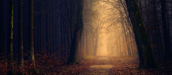 forêt (image d'illustration) - Sputnik Afrique