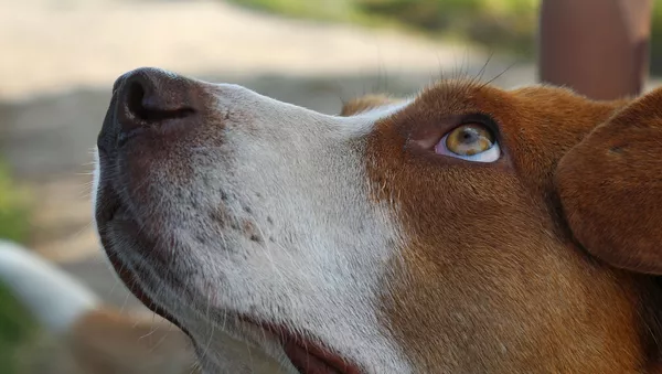 Un chien - Sputnik Afrique