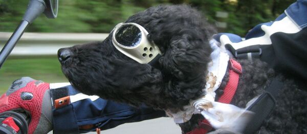 Un chien  - Sputnik Afrique